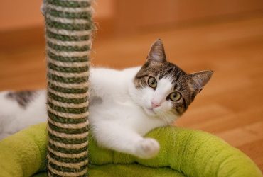 Îngrijirea renală a pisicilor: Prevenție și terapii naturale