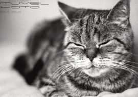 Pisicile Terapeuții: Vindecarea prin Meditație