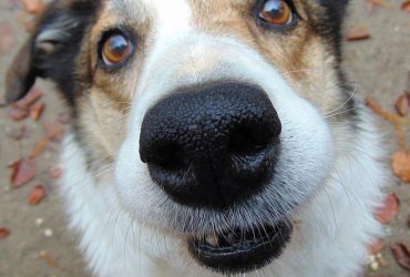 Sfaturi pentru combaterea căderii excesive a blănii la câini