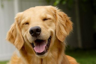 Secretele unui câine sănătos și fericit prin exerciții regulare