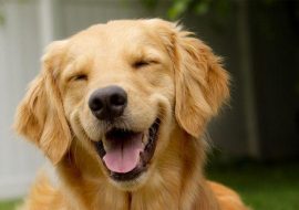 Secrete pentru portrete canină reușite
