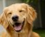 Câini și alergiile alimentare: De la identificare la tratament