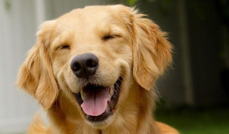 Secrete pentru calmarea câinilor anxioși: Tehnici de socializare la nivel avansat