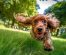Câini și aventuri în aer liber: Excursii alături de prietenul necuvântător