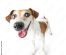 Cum pot câinii să ajute la recuperarea medicală – arta terapiei asistate de câini