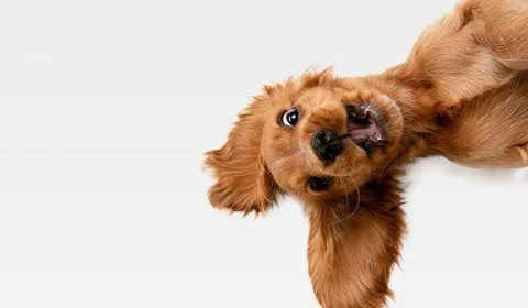 Secretele fericirii canine în spații mici