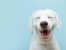 Gadget-uri smart pentru câini: antrenament și distracție