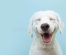 Secretele adaptării: Cum îi poți ajuta pe câini să se simtă bine în mediul lor înconjurător