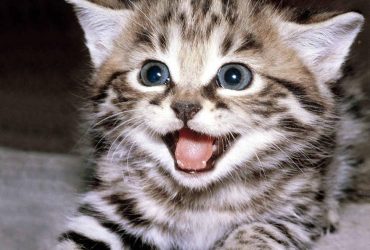 Pisicile și jocurile de inteligență: Cum te pot ajuta aceste animale adorabile