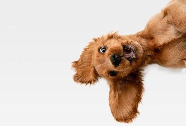 Secrete pentru un câine activ și fericit în ani bătrâni