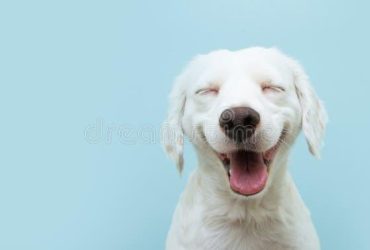 Cum să îți menții câinele fericit și sănătos prin stimulare și jocuri