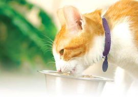 Alimente periculoase sau toxice pentru pisici