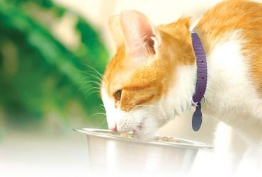 Alimente periculoase sau toxice pentru pisici