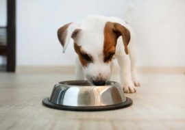 Avantajele hranei umede pentru câinele tău