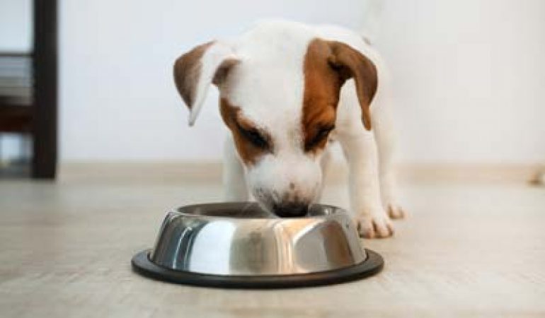 Avantajele hranei umede pentru câinele tău
