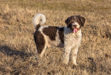 Câine de apă spaniol – Profil complet, istorie și îngrijire