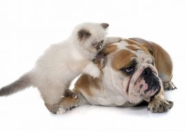 Exista înțelegere între câine și pisică ?
