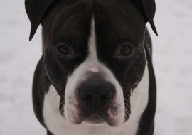 Cainele Amstaff – American Staffordshire Terrier