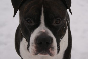 Cainele Amstaff – American Staffordshire Terrier