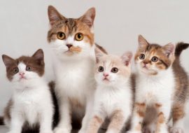 Zece lucruri despre adoptia unei pisici