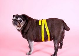 Cum să faci un câine obez să piardă în greutate?