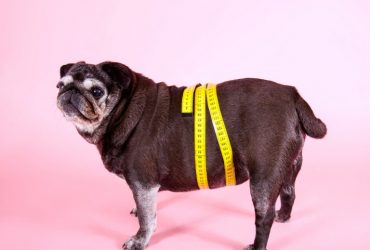 Obezitatea canină: Ajută-i pe câine să piardă în greutate