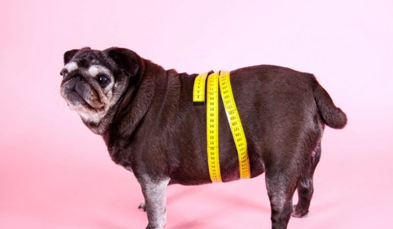 Cum să faci un câine obez să piardă în greutate?