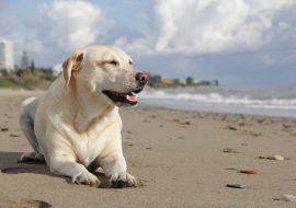 Labrador Retriever – Temperament Intretinere Probleme Medicale