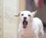 12 tipuri de agresivitate canină
