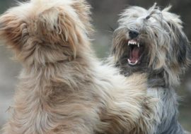 Cum să separi doi câini care se luptă