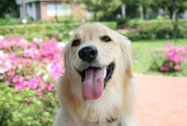 Reducerea anxietății și agresivității la câini