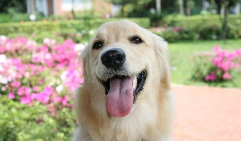 Reducerea anxietății și agresivității la câini