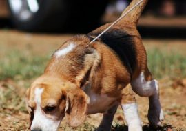 Exerciții pentru câinii beagle