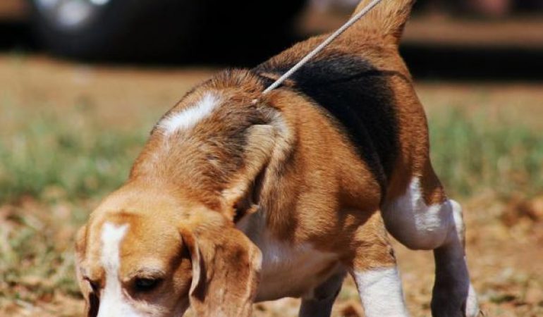 Exerciții pentru câinii beagle