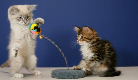 Cele mai amuzante jucării pentru pisici
