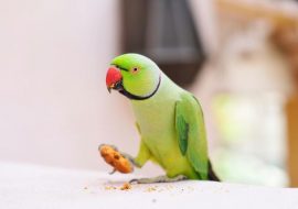 De ce papagalul meu aruncă mâncare?