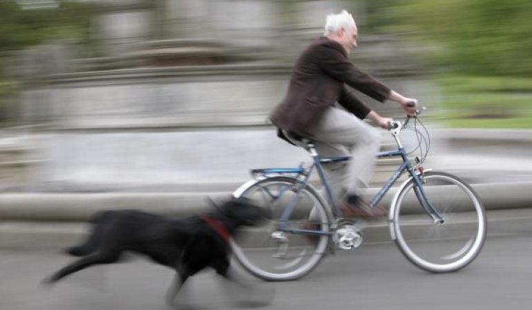 De ce câinele urmărește mașini, motociclete sau biciclete?